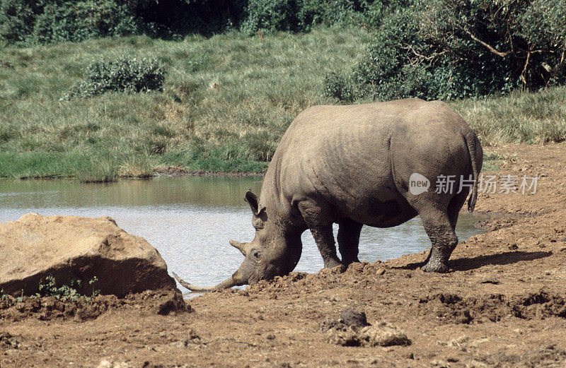 Black Rhino drinking